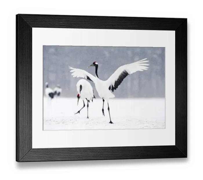Framed Print : Japanese (Red crowned) Cranes Grus japonensis Akan Hokkaido Japan winter Framed Print : Japanese (Red crowned) Cranes Grus japonensis Akan Hokkaido Japan winter