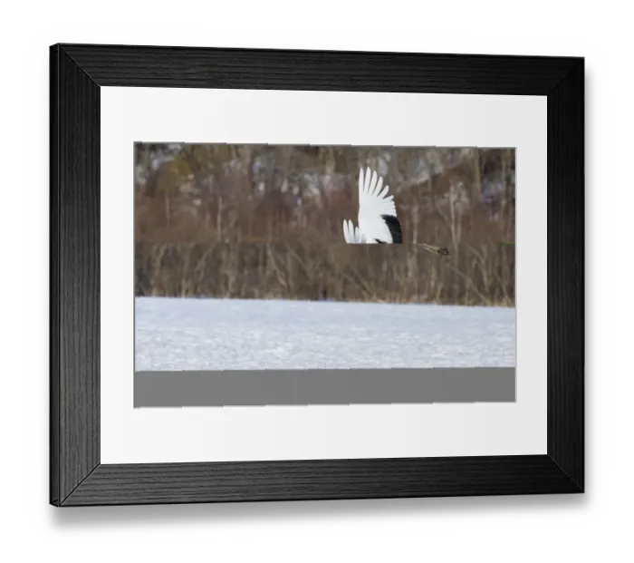 Framed Print : Japanese (Red crowned) Crane Grus japonensis Akan Hokkaido Japan winter Framed Print : Japanese (Red crowned) Crane Grus japonensis Akan Hokkaido Japan winter
