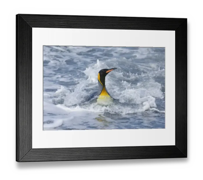 Framed Print : King Penguins Aptenodytes patagonicus adult coming ashore St Andrews Bay South Georgia Framed Print : King Penguins Aptenodytes patagonicus adult coming ashore St Andrews Bay South Georgia