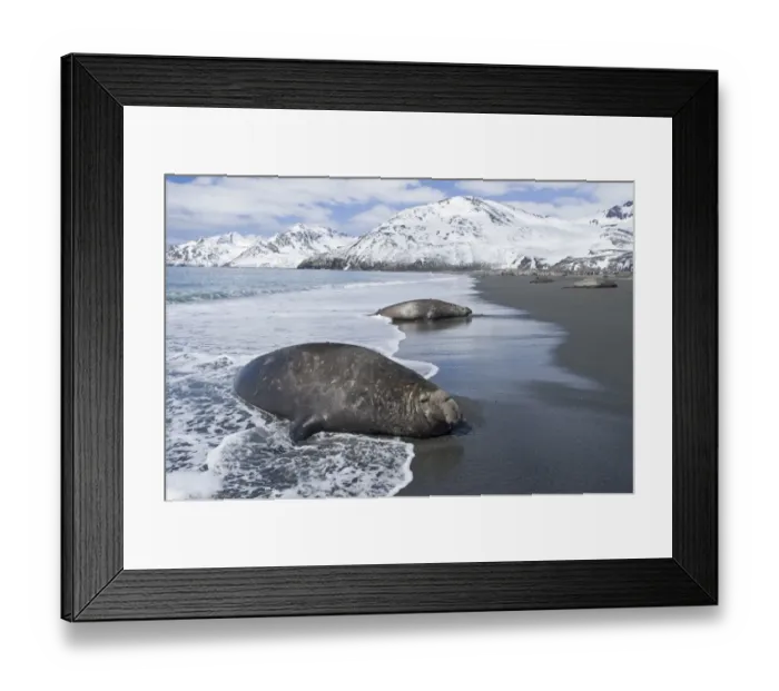 Framed Print : Southern Elephant Sea Mirounga leonina beachmasters lying in the surf Gold Harbour Framed Print : Southern Elephant Sea Mirounga leonina beachmasters lying in the surf Gold Harbour