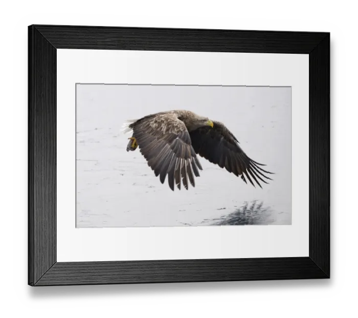 Framed Print : White-tailed Eagle (Sea Eagle) Haliaeetus albicilla adult Nemuro Channel Hokkaido Japan (Note Framed Print : White-tailed Eagle (Sea Eagle) Haliaeetus albicilla adult Nemuro Channel Hokkaido Japan (Note