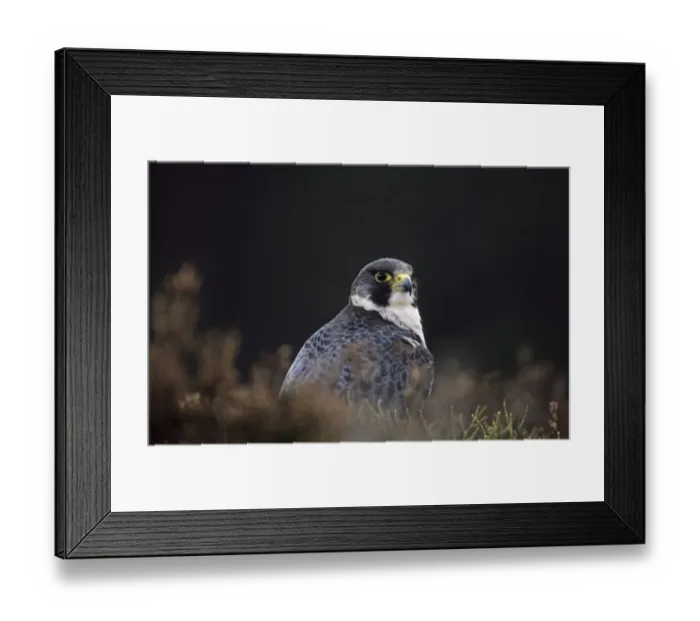 Framed Print : Peregrine Falco peregrinus Scotland Framed Print : Peregrine Falco peregrinus Scotland