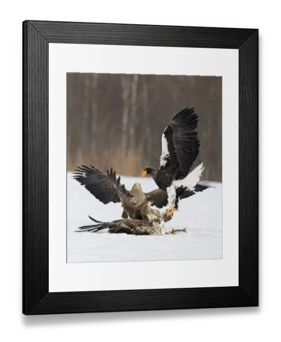 Framed Print : Stellers Eagle and White-tailed (Sea Eagles) squabble over a fish Akan Hokkaido Japan Framed Print : Stellers Eagle and White-tailed (Sea Eagles) squabble over a fish Akan Hokkaido Japan