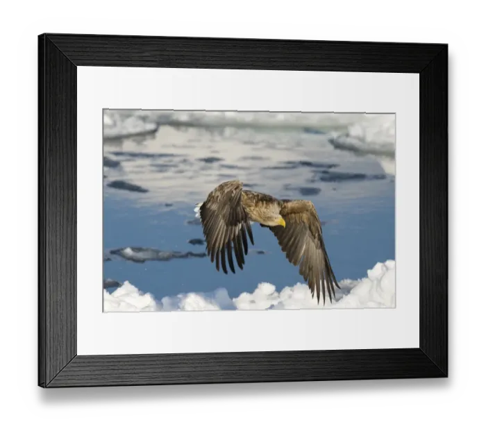 Framed Print : White-tailed Eagle (Sea Eagle) Haliaeetus albicilla adult Nemuro Channel Hokkaido Japan (Note Framed Print : White-tailed Eagle (Sea Eagle) Haliaeetus albicilla adult Nemuro Channel Hokkaido Japan (Note