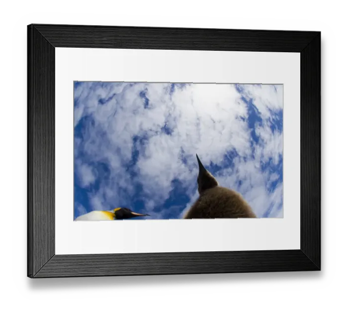 Framed Print : King Penguins Fortuna Bay South Georgia Framed Print : King Penguins Fortuna Bay South Georgia