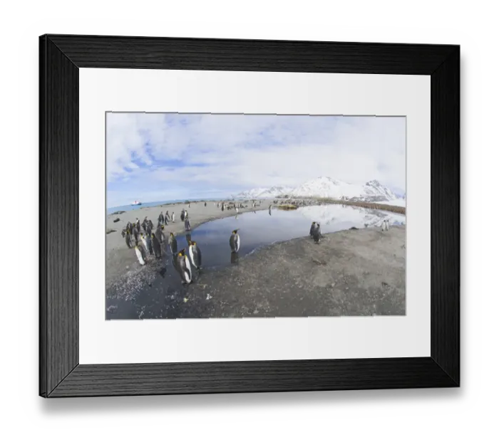Framed Print : King Penguins Aptenodytes patagonicus and cruise ship anchored offshore St Andrews Framed Print : King Penguins Aptenodytes patagonicus and cruise ship anchored offshore St Andrews
