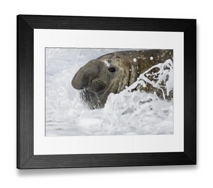 Framed Print : Southern Elephant Sea Mirounga leoninabeachmaster lying in the surf Gold Harbour Framed Print : Southern Elephant Sea Mirounga leoninabeachmaster lying in the surf Gold Harbour
