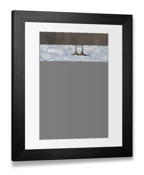 Framed Print : Japanese (Red crowned) Crane Grus japonensis Akan Hokkaido Japan winter Framed Print : Japanese (Red crowned) Crane Grus japonensis Akan Hokkaido Japan winter