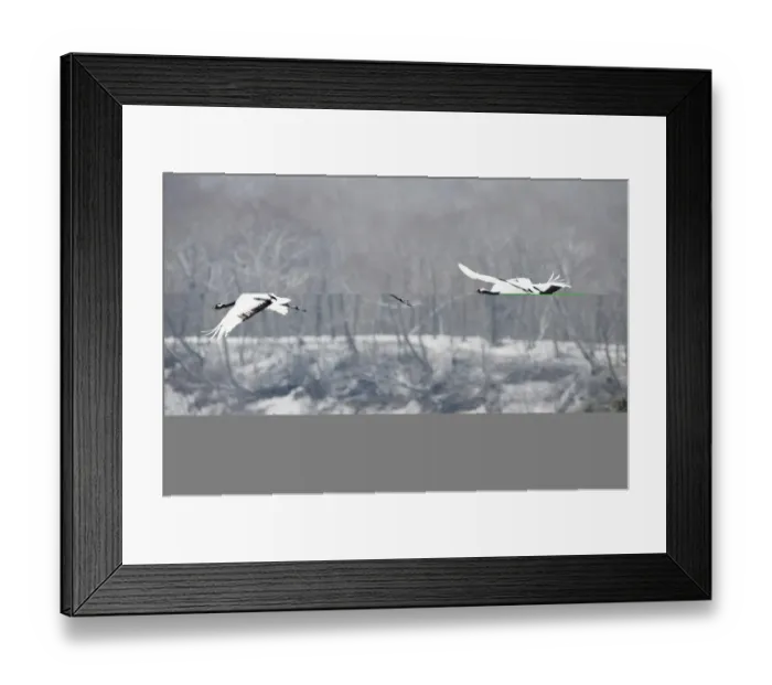 Framed Print : Japanese Cranes Grus japonensis Hokkaido Japan winter Framed Print : Japanese Cranes Grus japonensis Hokkaido Japan winter