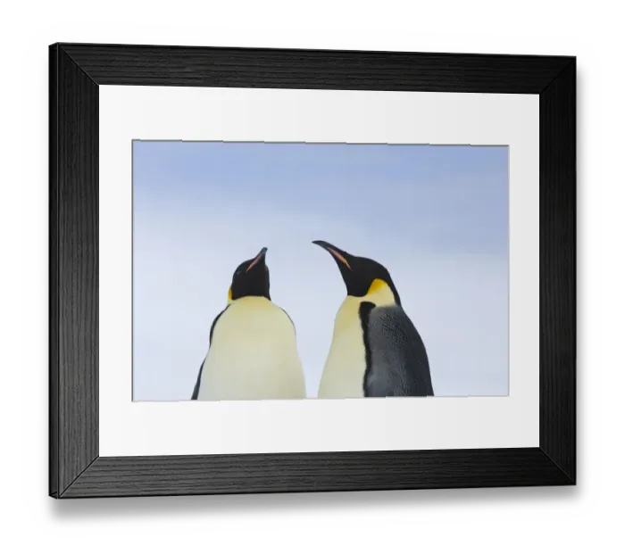 Framed Print : Emperor Penguins Aptenodytes forsteri Snow Hill Island Weddell Sea Antarctica Framed Print : Emperor Penguins Aptenodytes forsteri Snow Hill Island Weddell Sea Antarctica