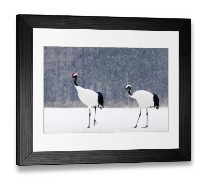Framed Print : Japanese (Red crowned) Cranes Grus japonensis Akan Hokkaido Japan winter Framed Print : Japanese (Red crowned) Cranes Grus japonensis Akan Hokkaido Japan winter