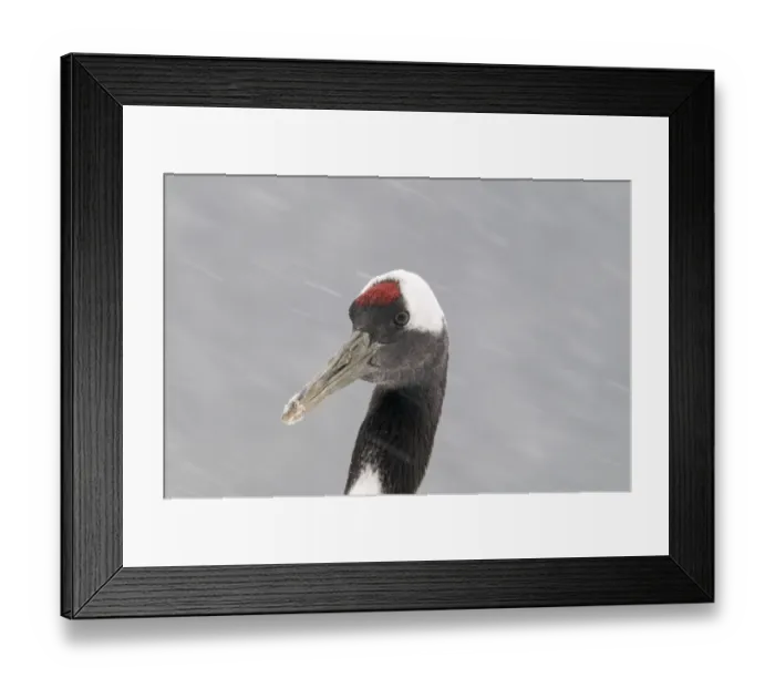 Framed Print : Japanese (Red-crowned) Cranes Grus japonensis Hokkaido Japan February Framed Print : Japanese (Red-crowned) Cranes Grus japonensis Hokkaido Japan February