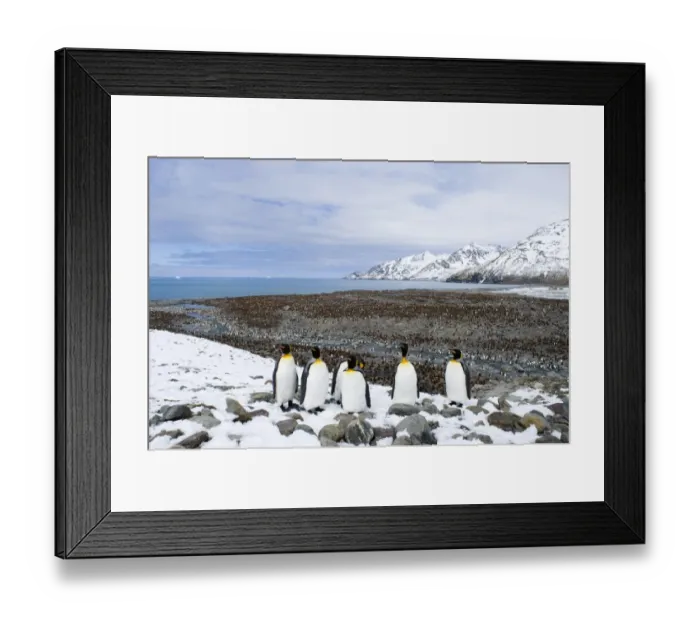 Framed Print : King Penguins Aptenodytes patagonicus colony St Andrews Bay South Georgia November Framed Print : King Penguins Aptenodytes patagonicus colony St Andrews Bay South Georgia November