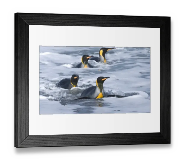 Framed Print : King Penguins coning ashore Aptenodytes patagonicus St Andrews Bay South Georgia November Framed Print : King Penguins coning ashore Aptenodytes patagonicus St Andrews Bay South Georgia November