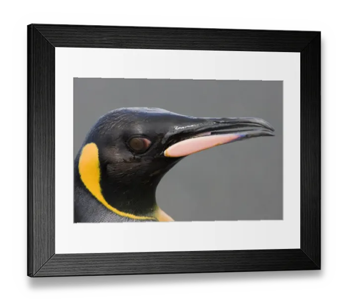 Framed Print : King Penguin Aptenodytes patagonicus St Andrews Bay South Georgia November Framed Print : King Penguin Aptenodytes patagonicus St Andrews Bay South Georgia November