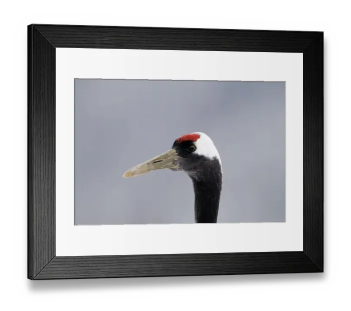 Framed Print : Japanese (Red crowned) Crane Grus japonensis Akan Hokkaido Japan winter Framed Print : Japanese (Red crowned) Crane Grus japonensis Akan Hokkaido Japan winter