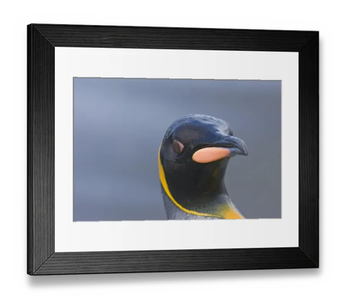 Framed Print : King Penguins Aptenodytes patagonicus St Andrews Bay South Georgia November Framed Print : King Penguins Aptenodytes patagonicus St Andrews Bay South Georgia November