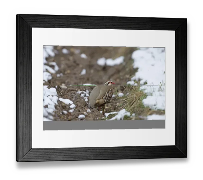 Framed Print : Red-legged Partridge Alectoris rufa on farmland in winter Norfolk