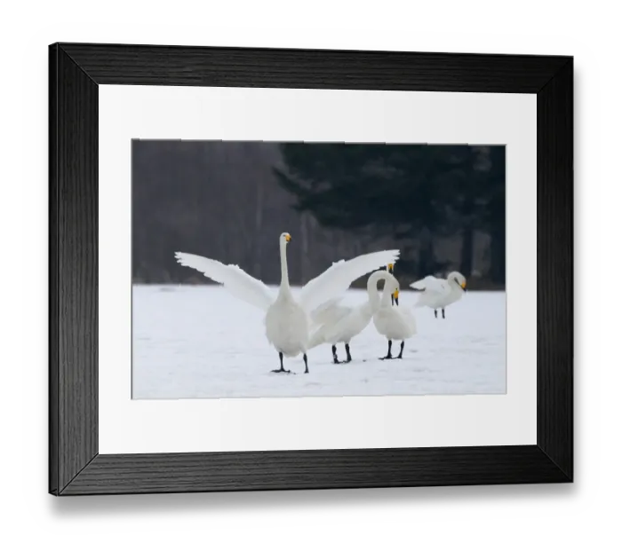 Framed Print : Whooper Swans Cygnus cygnus Hokkaido Japan winter Framed Print : Whooper Swans Cygnus cygnus Hokkaido Japan winter