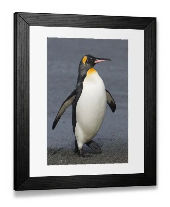 Framed Print : King Penguin coning ashore Aptenodytes patagonicus St Andrews Bay South Georgia November Framed Print : King Penguin coning ashore Aptenodytes patagonicus St Andrews Bay South Georgia November
