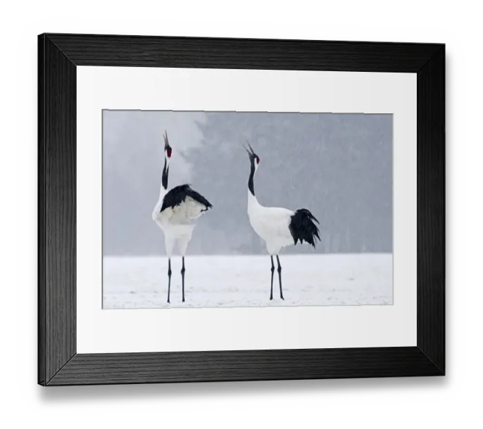 Framed Print : Japanese (Red crowned) Cranes Grus japonensis pair calling Akan Hokkaido Japan winter Framed Print : Japanese (Red crowned) Cranes Grus japonensis pair calling Akan Hokkaido Japan winter