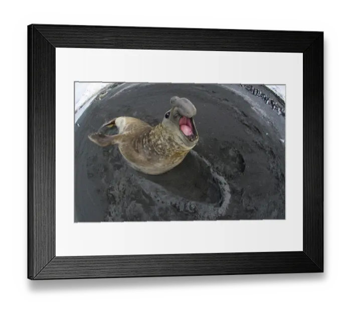 Framed Print : Southern Elephant Seal showing territorial aggression towards a rival male St Andrews Framed Print : Southern Elephant Seal showing territorial aggression towards a rival male St Andrews