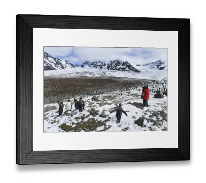 Framed Print : Tourist and King Penguins Aptenodytes patagonicus St Andrews Bay South Georgia November