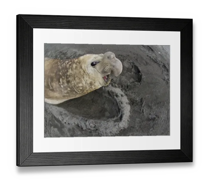 Framed Print : Southern Elephant Seal Mirounga leonina St Andrews Bay South Georgia October Framed Print : Southern Elephant Seal Mirounga leonina St Andrews Bay South Georgia October