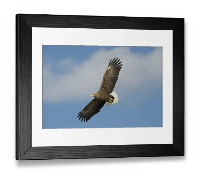 Framed Print : White-tailed Eagle (Sea Eagle) Haliaeetus albicilla Norway Framed Print : White-tailed Eagle (Sea Eagle) Haliaeetus albicilla Norway