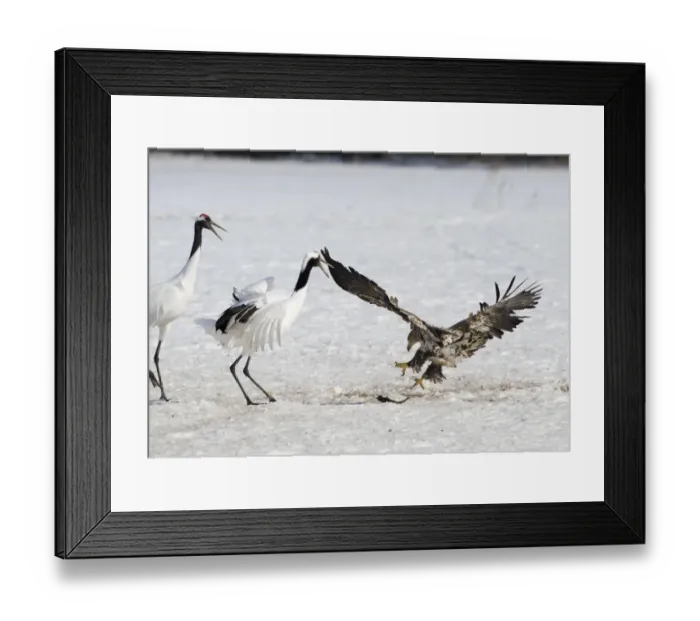 Framed Print : White-tailed (Sea Eagle) snatching fish from Japanese Crane at Akan Hokkaido Japan Framed Print : White-tailed (Sea Eagle) snatching fish from Japanese Crane at Akan Hokkaido Japan