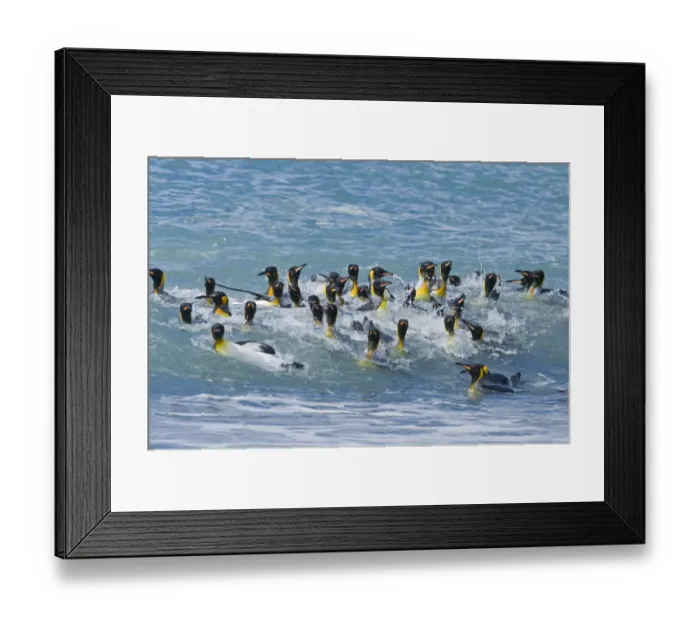 Framed Print : King Penguins Aptenodytes patagonicusgroup bathing St Andrews Bay South Georgia November Framed Print : King Penguins Aptenodytes patagonicusgroup bathing St Andrews Bay South Georgia November