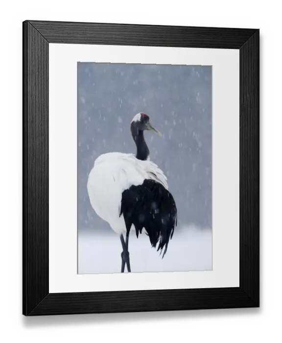 Framed Print : Japanese Ctane Hokkaido Japan Framed Print : Japanese Ctane Hokkaido Japan