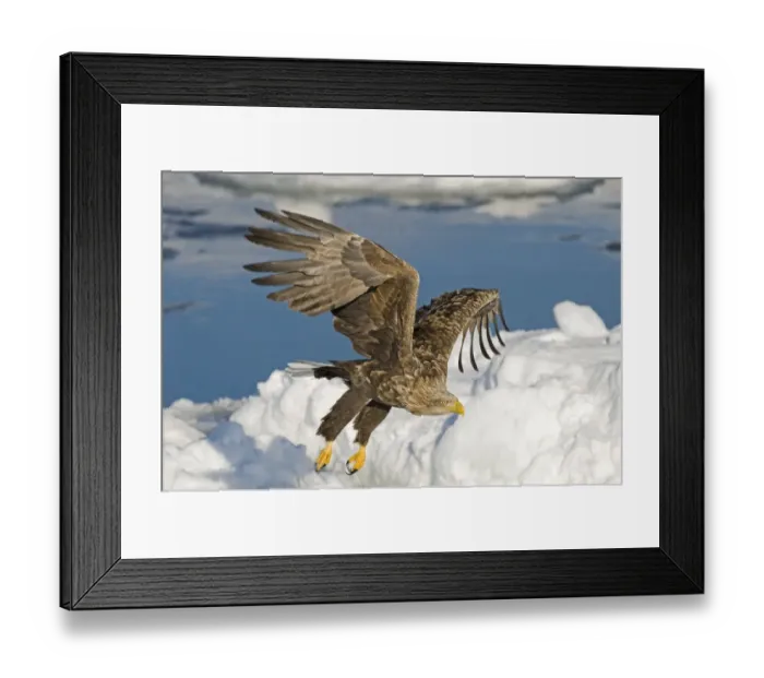 Framed Print : White-tailed Eagle (Sea Eagle) Haliaeetus albicilla adult Nemuro Channel Hokkaido Japan (Note Framed Print : White-tailed Eagle (Sea Eagle) Haliaeetus albicilla adult Nemuro Channel Hokkaido Japan (Note