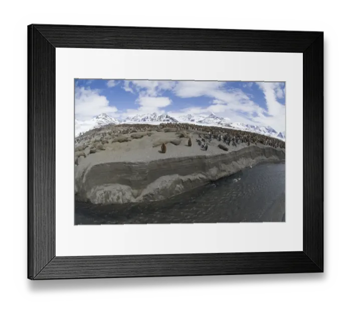 Framed Print : King Penguin colony Aptenodytes patagonicus St Andrews Bay South Georgia November Framed Print : King Penguin colony Aptenodytes patagonicus St Andrews Bay South Georgia November