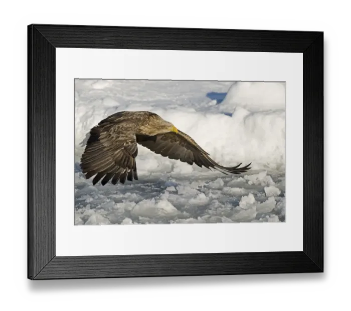 Framed Print : White-tailed Eagle (Sea Eagle) Haliaeetus albicilla adult Nemuro Channel Hokkaido Japan (Note