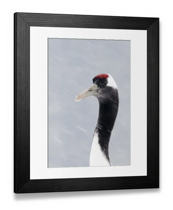 Framed Print : Japanese (Red crowned) Crane Grus japonensis Akan Hokkaido Japan winter Framed Print : Japanese (Red crowned) Crane Grus japonensis Akan Hokkaido Japan winter