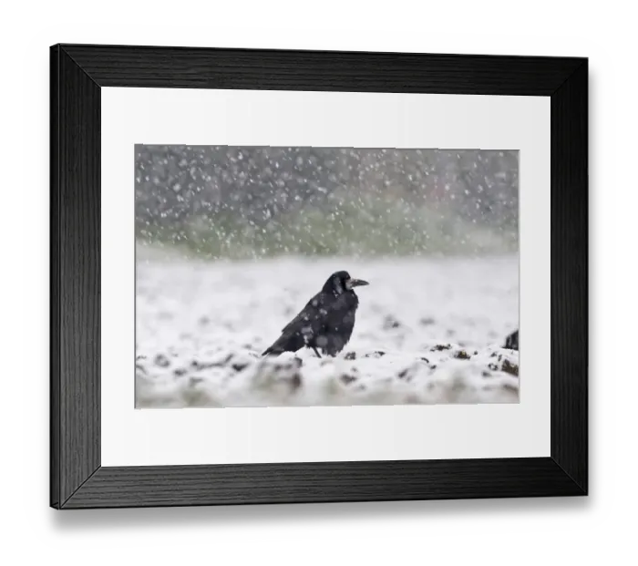 Framed Print : Rook Corvus frugilegus in blizzard Norfolk winter Framed Print : Rook Corvus frugilegus in blizzard Norfolk winter