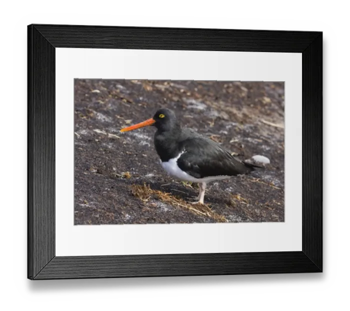 Framed Print : Magellanic Oystercatcher Haematopus leucopodus Sea Lion Island Falklands Framed Print : Magellanic Oystercatcher Haematopus leucopodus Sea Lion Island Falklands