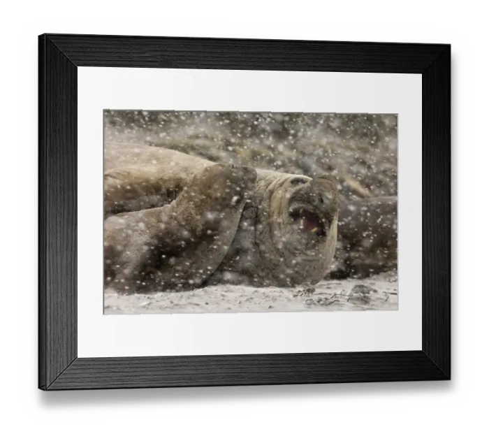 Framed Print : Southern Elephant Seal Mirounga leonina bull (beachmaster) Sea lion Island Falklands Framed Print : Southern Elephant Seal Mirounga leonina bull (beachmaster) Sea lion Island Falklands