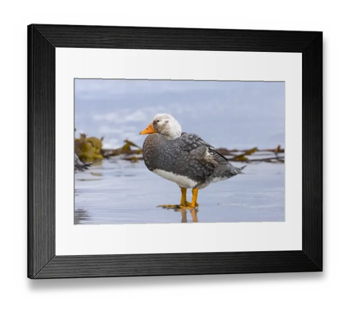 Framed Print : Falkland / Flightless Steamer Duck Tachyeres brachypterus male Sea Lion Island Falklands Framed Print : Falkland / Flightless Steamer Duck Tachyeres brachypterus male Sea Lion Island Falklands