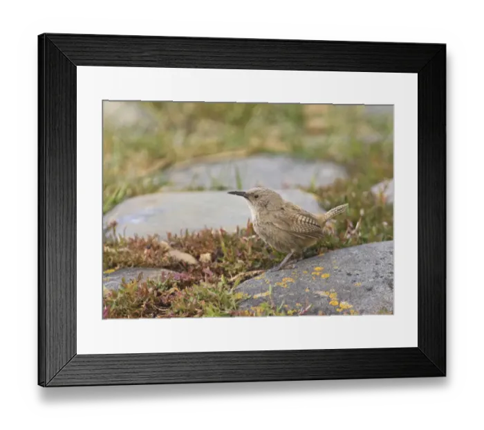 Framed Print : Cobbs Wren Troglodytes cobbi Sea Lion Island Falklands November Framed Print : Cobbs Wren Troglodytes cobbi Sea Lion Island Falklands November