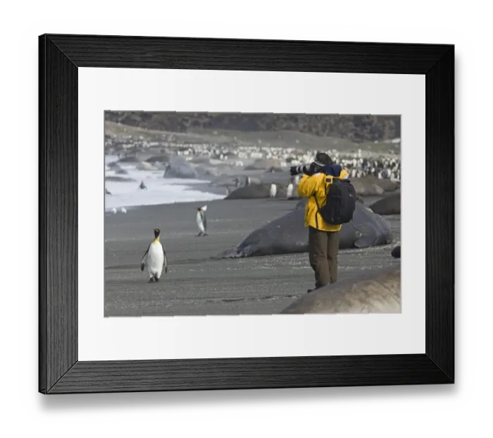 Framed Print : Tourist photographing King Penguins and Southern Elephant Seals on beach at St Andrews Framed Print : Tourist photographing King Penguins and Southern Elephant Seals on beach at St Andrews