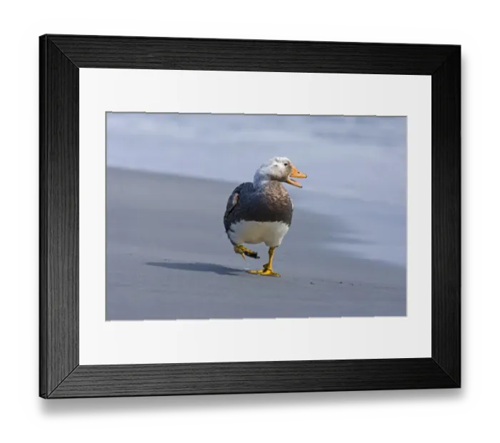Framed Print : Falkland / Flightless Steamer Duck Tachyeres brachypterus male Sea Lion Island Falklands Framed Print : Falkland / Flightless Steamer Duck Tachyeres brachypterus male Sea Lion Island Falklands
