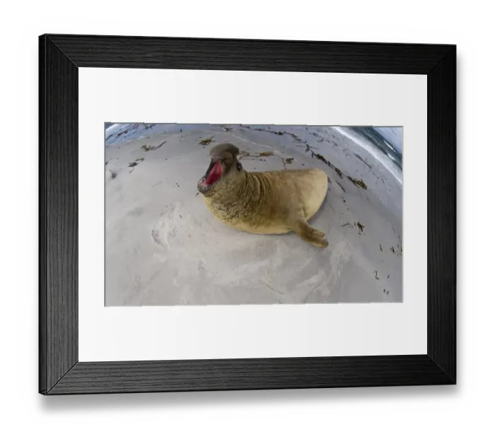 Framed Print : Southern Elephant Seal Mirounga leonina bull (beachmaster) exerting his authoity Framed Print : Southern Elephant Seal Mirounga leonina bull (beachmaster) exerting his authoity
