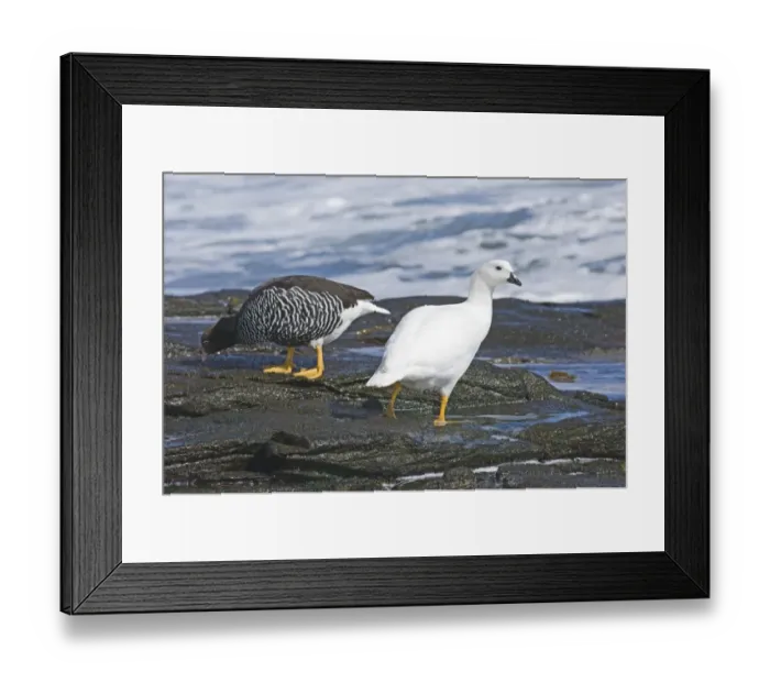 Framed Print : Pair of Kelp Geese Cloephaga hybrida malvinarum Falklands November Framed Print : Pair of Kelp Geese Cloephaga hybrida malvinarum Falklands November