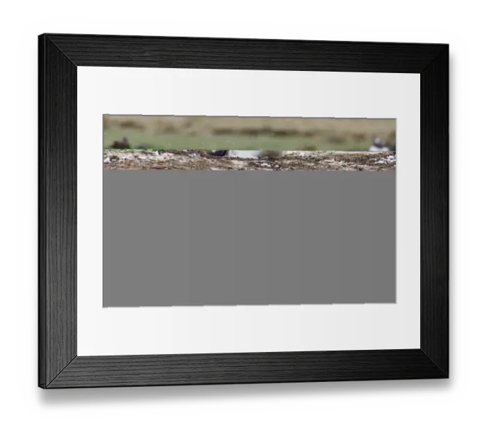 Framed Print : Gentoo Penguins Pygoscelis papua colony on Sea Lion Island Falklands