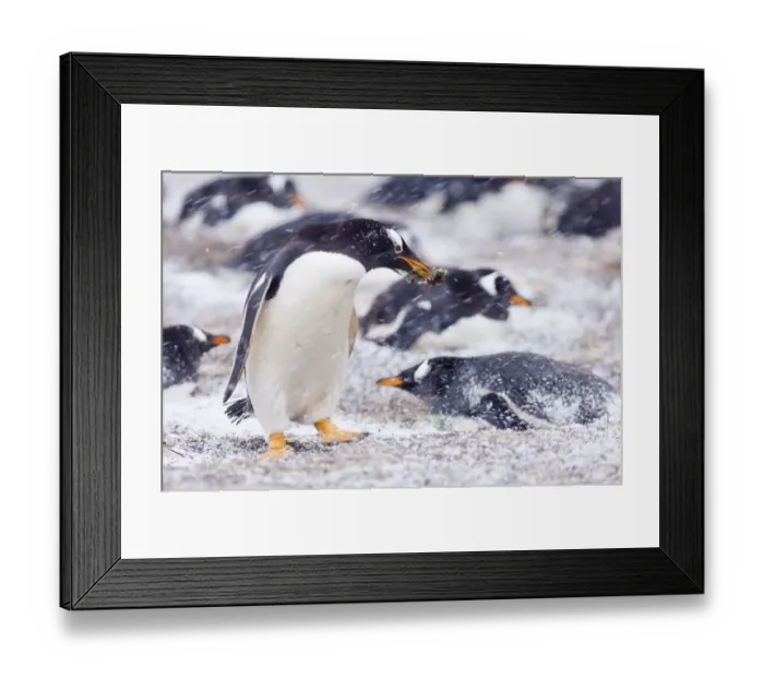 Framed Print : Gentoo Penguins Pygoscelis papua adult with nest material in colony on Sea Lion Island Framed Print : Gentoo Penguins Pygoscelis papua adult with nest material in colony on Sea Lion Island