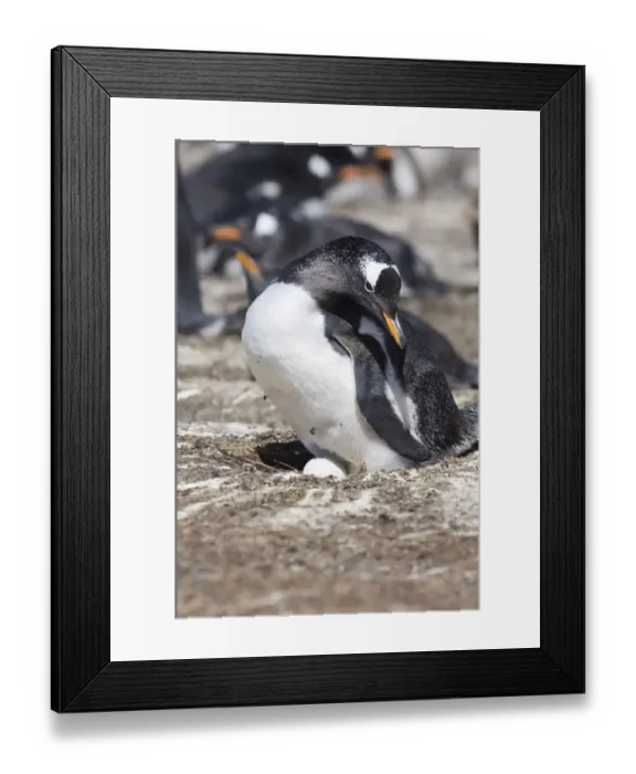 Framed Print : Gentoo Penguin Pygoscelis papua ad8ult on nest with egg colony on Sea Lion Island Framed Print : Gentoo Penguin Pygoscelis papua ad8ult on nest with egg colony on Sea Lion Island