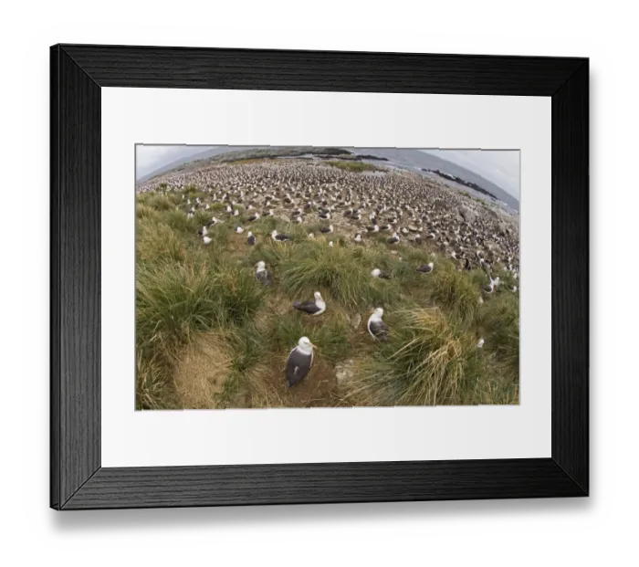 Framed Print : Black-browed Albatross Thalassarche melanophrys all incubating eggs Steeple jason Island Falklands Framed Print : Black-browed Albatross Thalassarche melanophrys all incubating eggs Steeple jason Island Falklands
