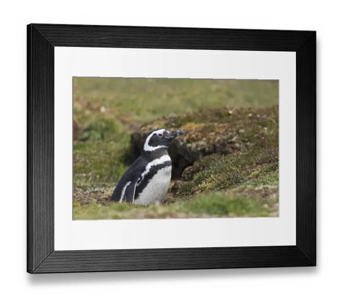 Framed Print : Magellanic Penguin Spheniscus magellanicus at nest burrow Sea Lion Island Falklands Framed Print : Magellanic Penguin Spheniscus magellanicus at nest burrow Sea Lion Island Falklands
